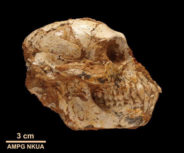 Μουσείο Παλαιοντολογίας και Γεωλογίας: Ένα διαφορετικό Jurassic Park στην Αθήνα - Κρανίο μεσοπιθήκου