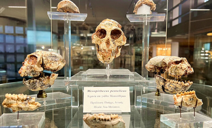 Μουσείο Παλαιοντολογίας και Γεωλογίας: Ένα διαφορετικό Jurassic Park στην Αθήνα - Κρανία και γνάθοι μεσοπιθήκων