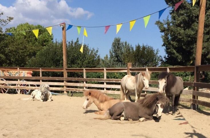 Gentle Carousel Greece Therapy Miniature Horses