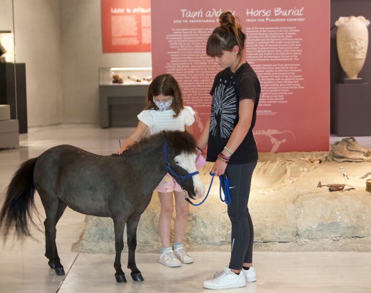 Gentle Carousel Greece Therapy Miniature Horses
