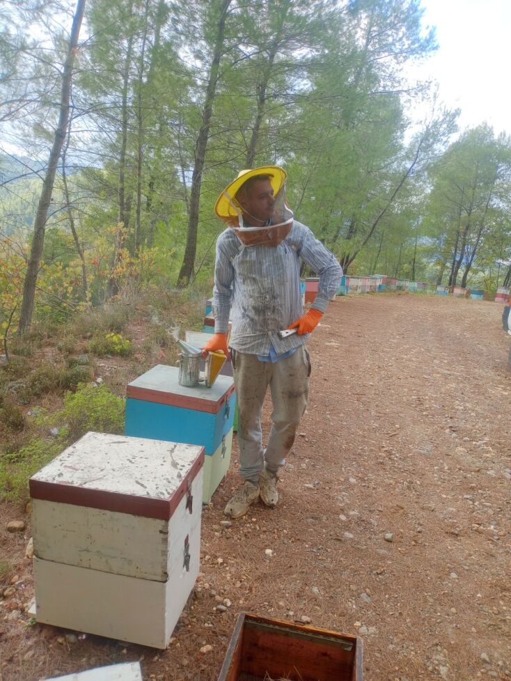 Μέλι Βελανιδιάς, Παραγωγός Τομ Κορόγιαννος Gillespie