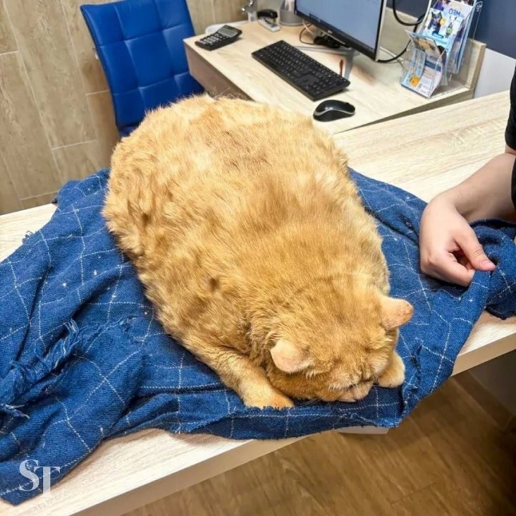 snapinsta_app_459057605_395394246661302_771241495777516761_n_1080