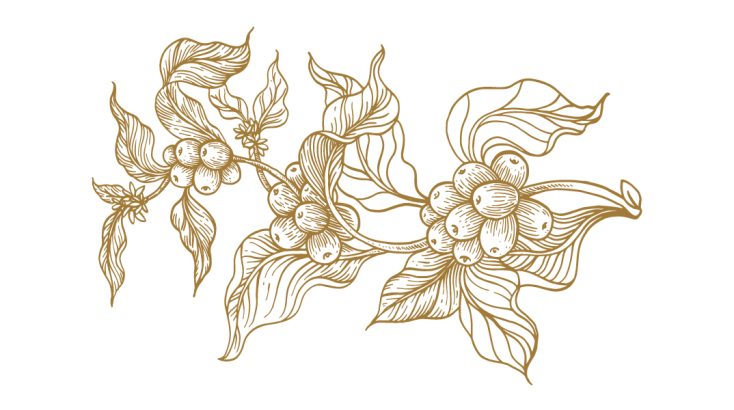 Μίξερ 10: Η ιστορία του καφέ