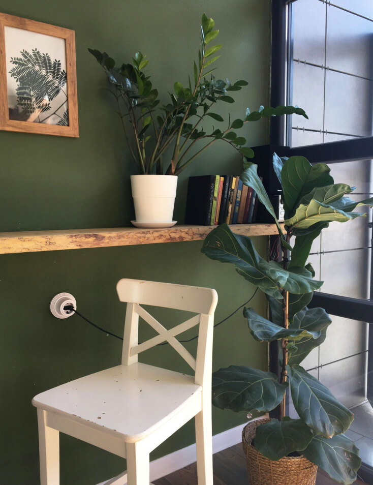 Ζαμιοκούλκας ή Ζάμια και Φίκος Λυράτα