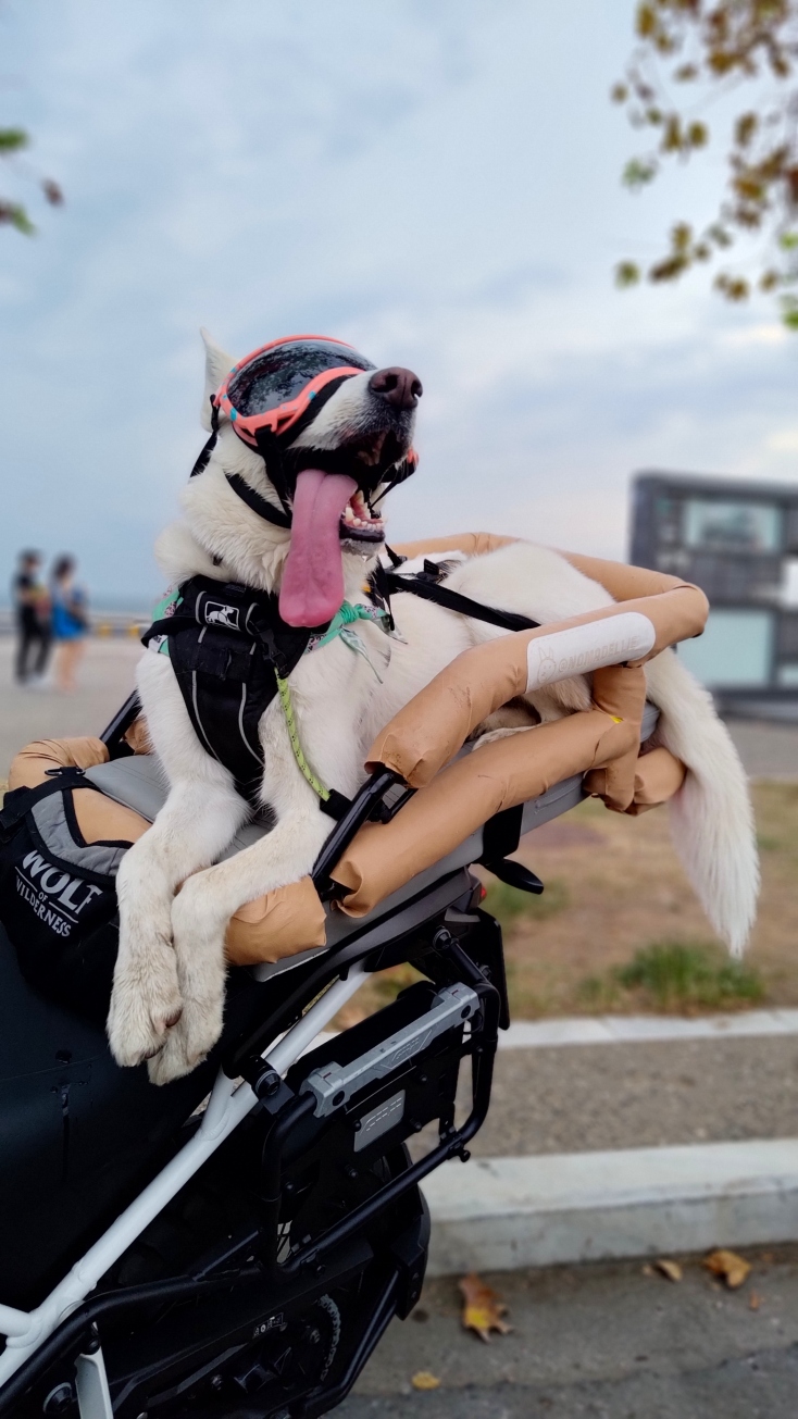 Ellie: Η διάσημη σκυλίτσα που ταξιδεύει ως συνοδηγός σε μοτοσικλέτα