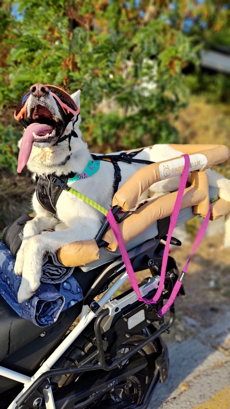 Ellie: Η διάσημη σκυλίτσα που ταξιδεύει ως συνοδηγός σε μοτοσικλέτα