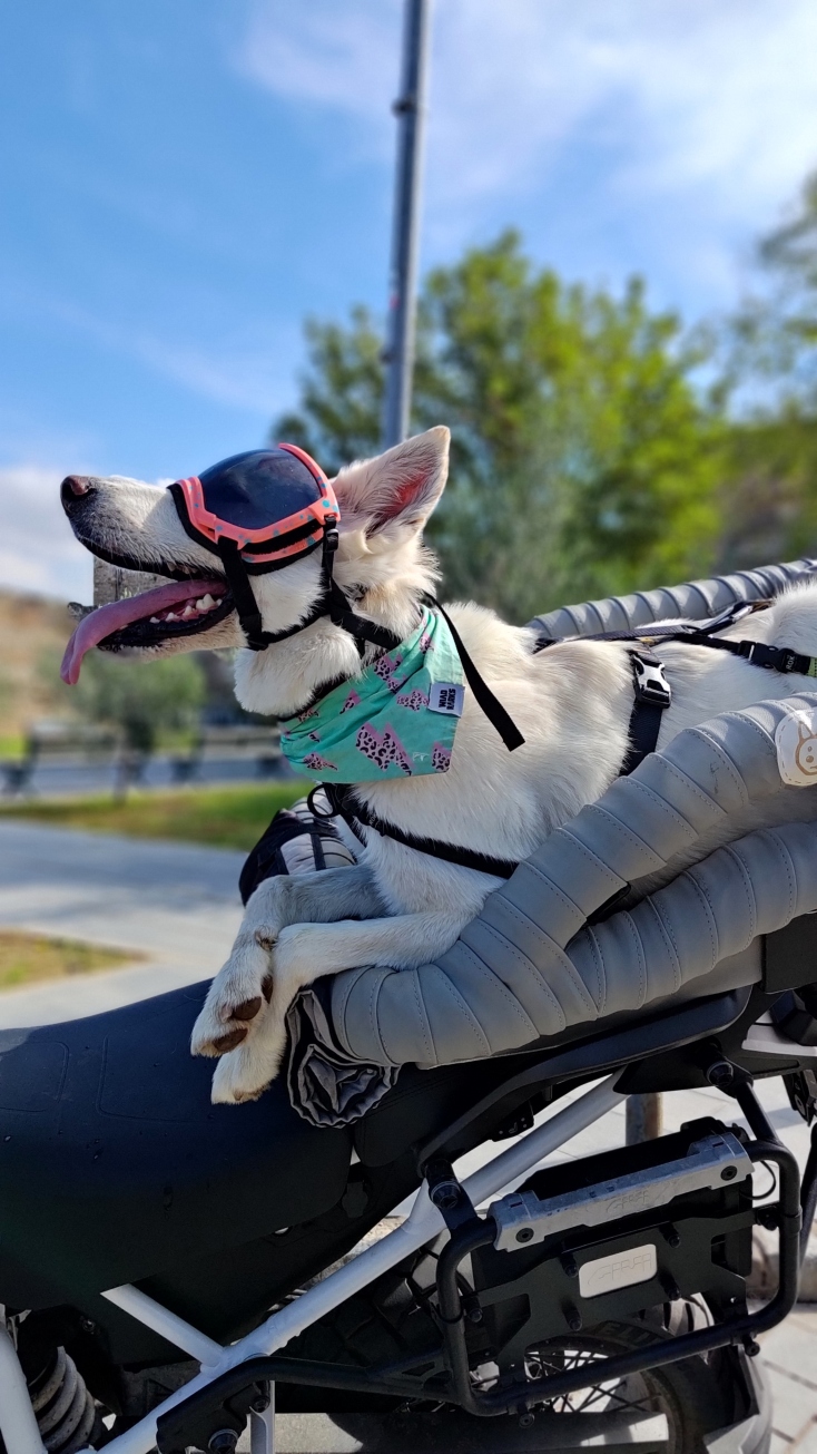 Ellie: Η διάσημη σκυλίτσα που ταξιδεύει ως συνοδηγός σε μοτοσικλέτα