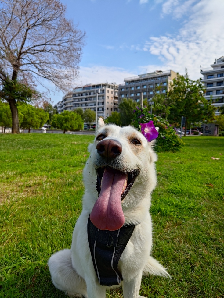 Ellie: Η διάσημη σκυλίτσα που ταξιδεύει ως συνοδηγός σε μοτοσικλέτα