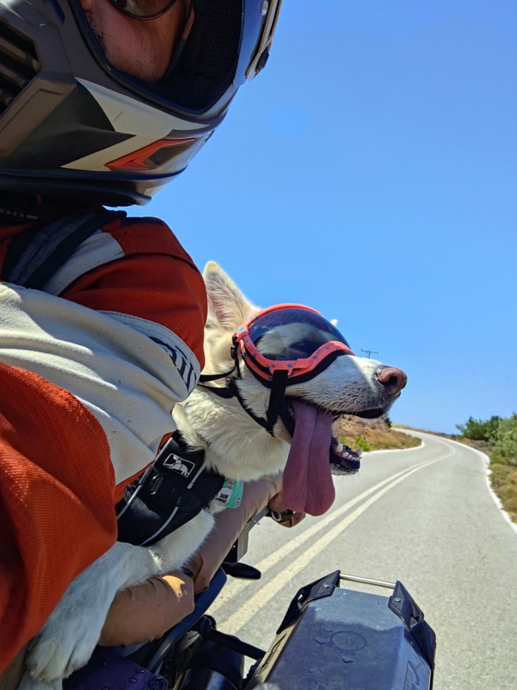 Ellie, η σκυλίτσα που ταξιδεύει ως συνοδηγός σε μοτοσικλέτα και ο Γιώργος Μικρού 