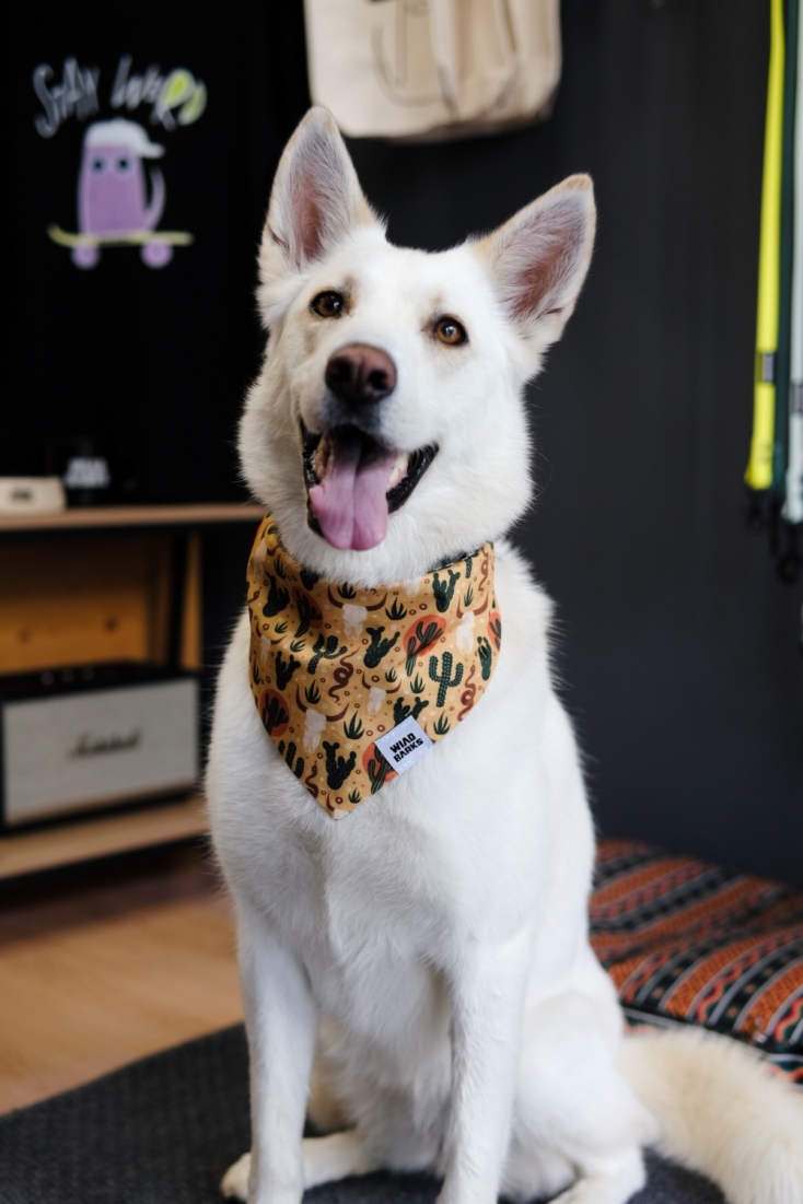 Ellie: Η διάσημη σκυλίτσα που ταξιδεύει ως συνοδηγός σε μοτοσικλέτα