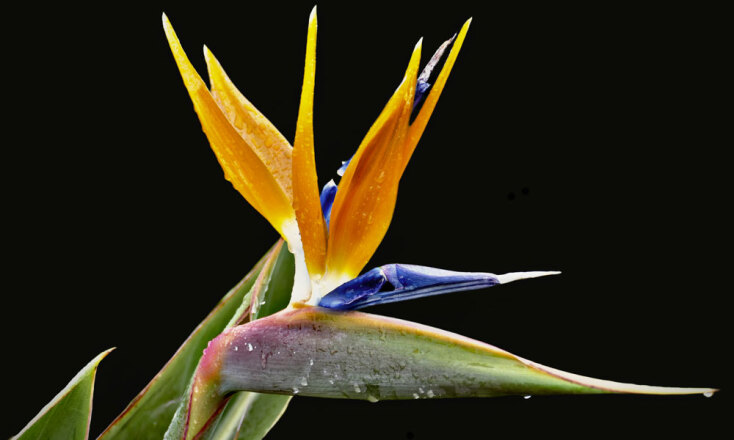 Στρελίτσια, Πουλί του Παραδείσου