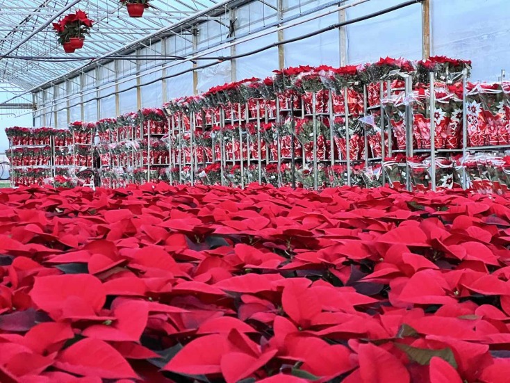 Θεσσαλονίκη: Οικογένεια από την Αγχίαλο εξάγει πάνω από εκατό χιλιάδες αλεξανδρινά