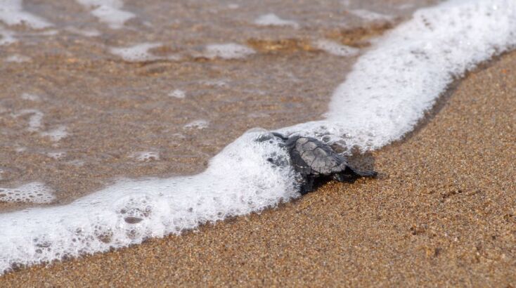 Κατά τη φετινή περίοδο ωοτοκίας για τη θαλάσσια χελώνα Caretta caretta (Μάιος- Οκτώβριος 2024), σημειώθηκε αριθμός-ρεκόρ με 1.201 συνολικά φωλιές στα Σεκάνια