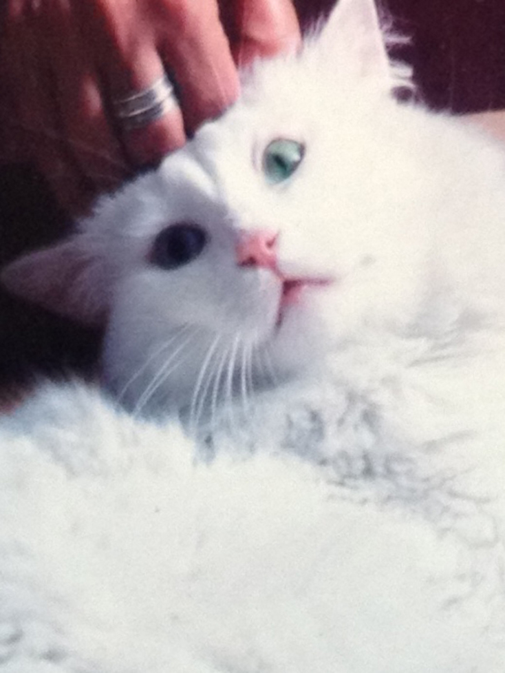 Ο Ζάχος της Λένας Διβάνη