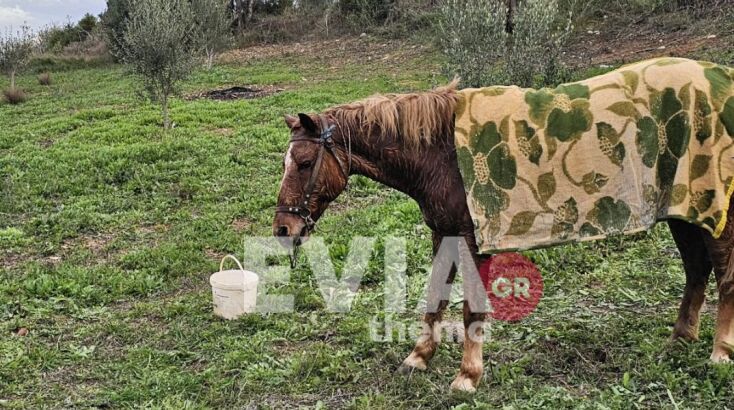  Το ζώο βγήκε στην επιφάνεια φανερά εξασθενημένο, αλλά λίγη ώρα αργότερα ανέκτησε τις δυνάμεις του.