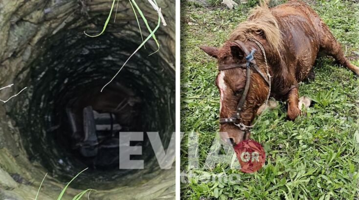 Εύβοια: Άλογο έπεσε και εγκλωβίστηκε σε πηγάδι 
