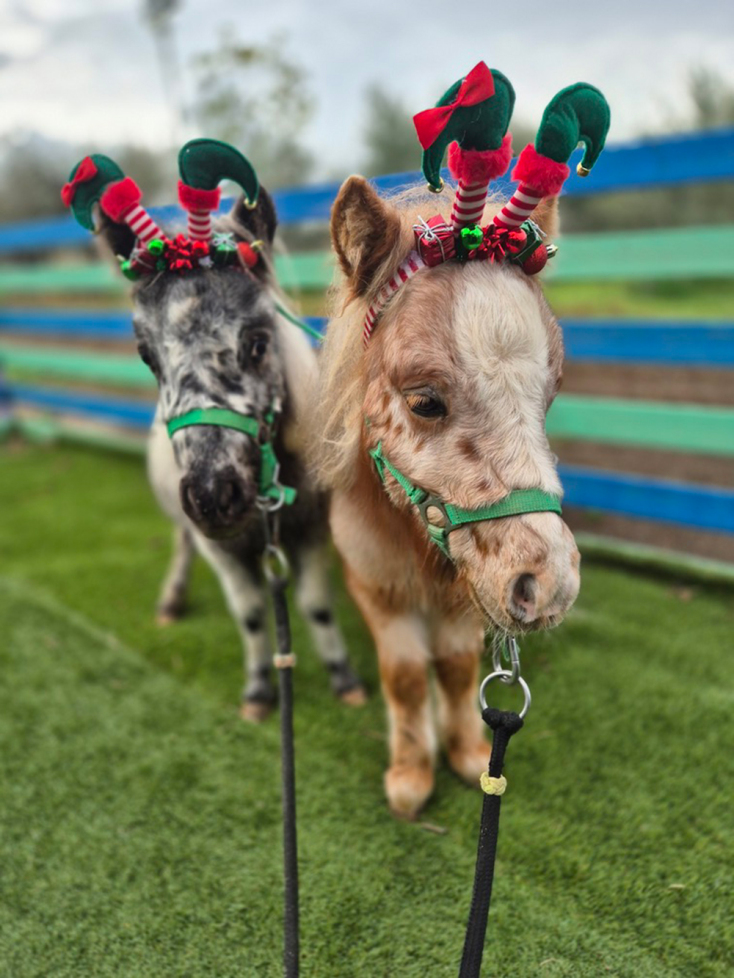 Χριστούγεννα στη φάρμα Άμπελος Βοχαϊκού… φυσικά!