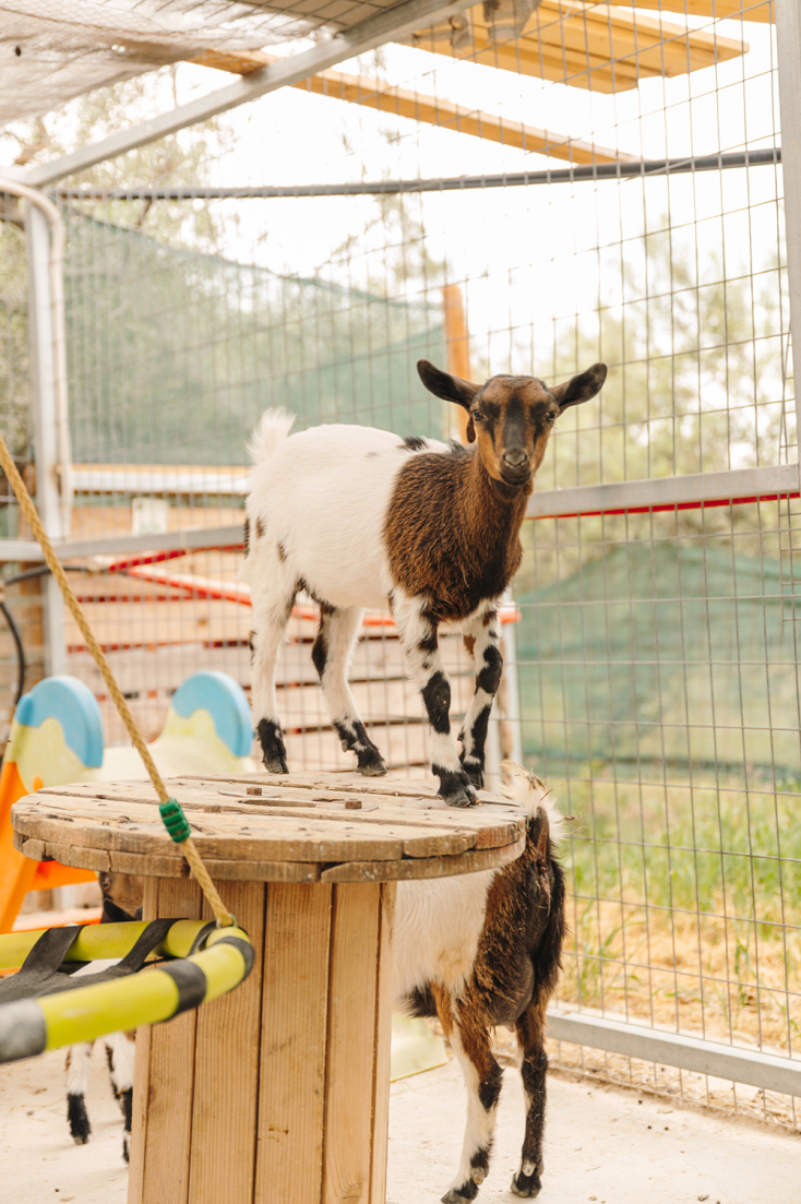 Χριστούγεννα στη φάρμα Άμπελος Βοχαϊκού… φυσικά!