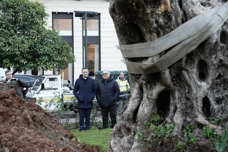 Ελιά 700 ετών φυτεύτηκε μπροστά από την Παλαιά Βουλή