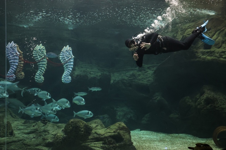 Δύτης βούτηξε στη δεξαμενή του ενυδρείου για να πιάσει τον Σταυρό