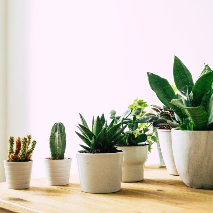 Κάκτοι και παχύφυτα