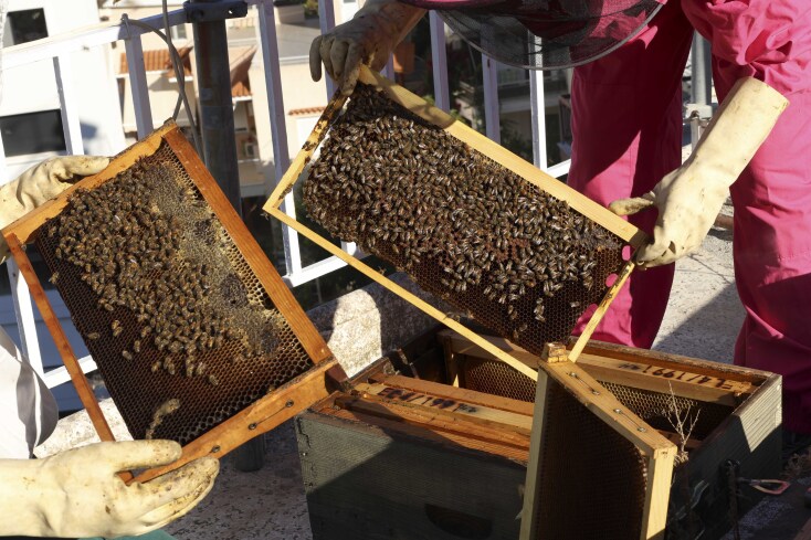 Μελισσοκόμοι