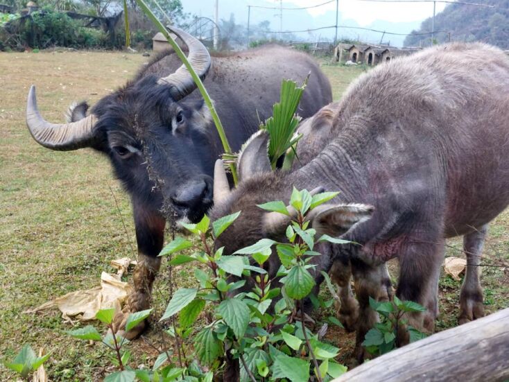 Sapa, Βιετνάμ