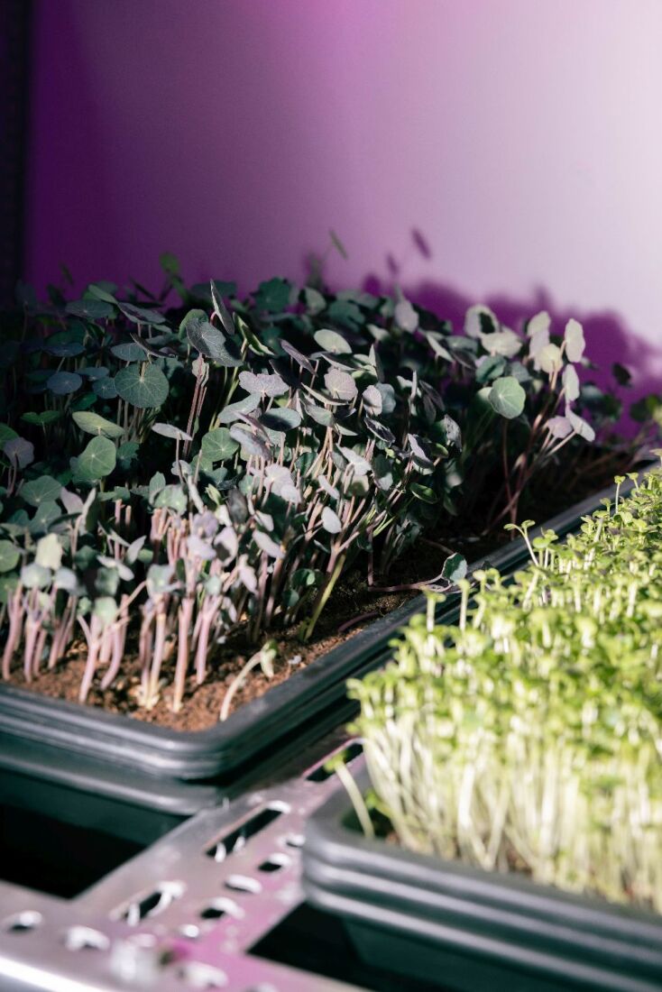 Naked: το all day bar στην πλατεία Αγίας Ειρήνης που καλλιεργεί τα δικά του microgreens