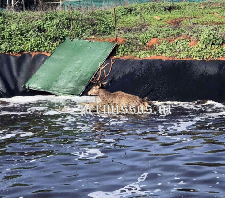 Ελάφι έπεσε σε στέρνα στην Τανάγρα