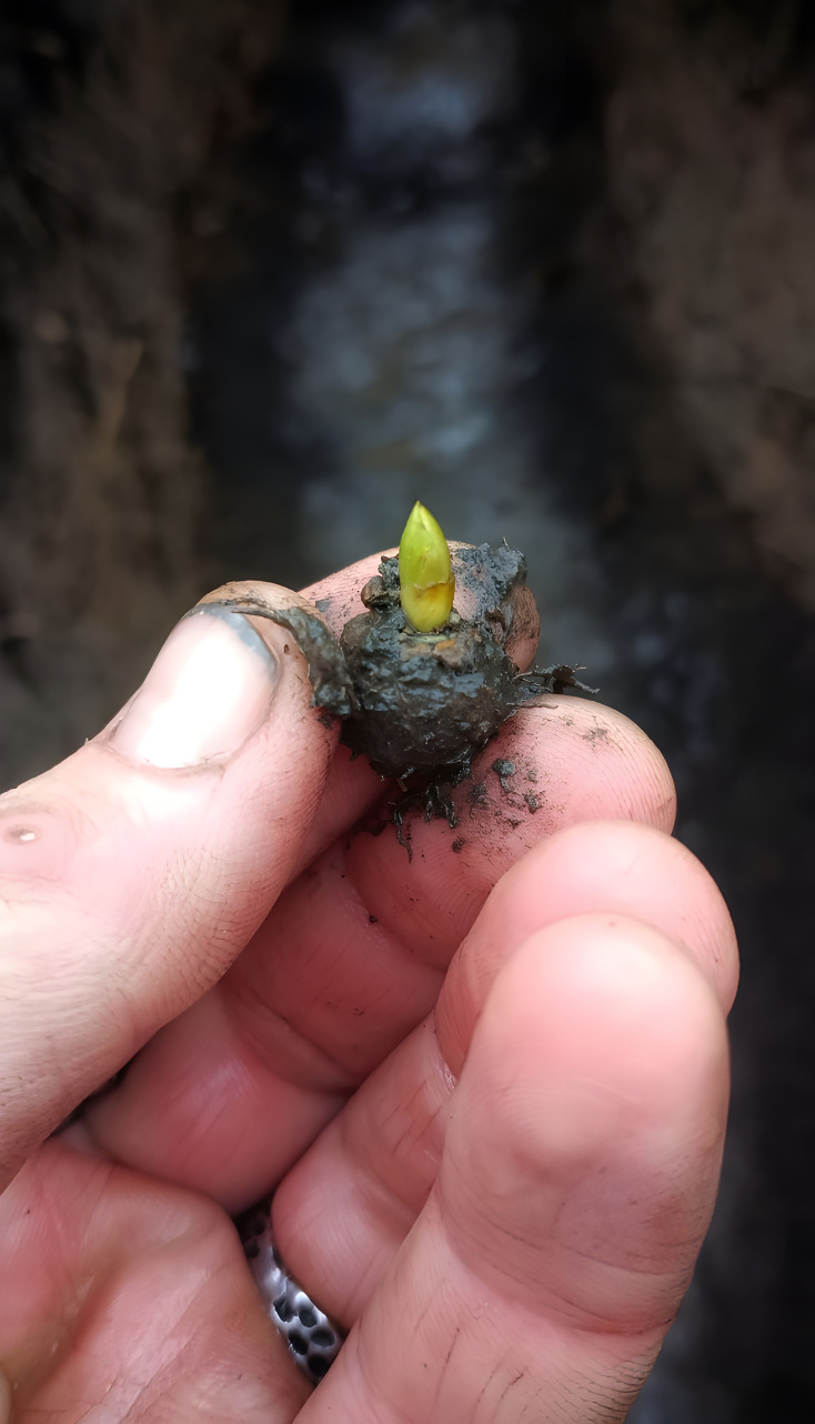 Χέρι που κρατά ένα κλωνάρι - Σύμβολο ελπίδας