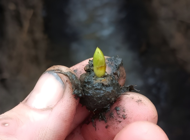 Σφαίρα στο χιόνι