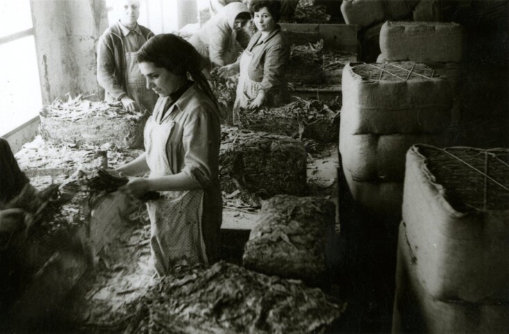 3_μεταφορικη_ταινια_για_την_μεταφοραν_ημιχαρμανοποιημενου_καπνου_