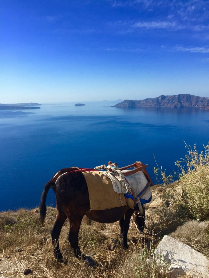 Γαϊδουράκι στη Σαντορίνη  