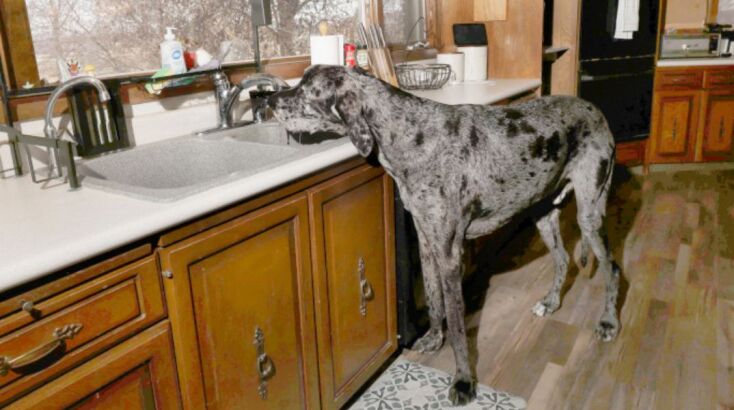 Ο Reginald πίνει μόνος του νερό