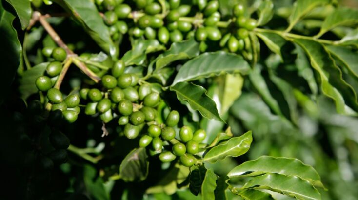 Ο Ντέιβις έχει βρει πάνω από το ένα τρίτο των ειδών Coffea που γνωρίζει η επιστήμη. 