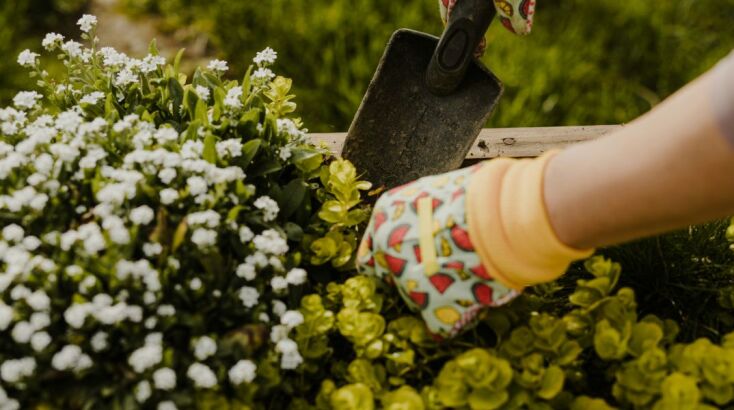 όσοι περνούσαν χρόνο με την κηπουρική, παρουσίασαν μεγαλύτερη βελτίωση της νοητικής τους ικανότητας κατά τη διάρκεια της ζωής τους σε σχέση με όσους δεν το έκαναν ποτέ ή σπάνια.