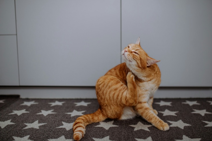 Επιστήμονες από Ιαπωνία και ΗΠΑ ανακάλυψαν ότι το γονίδιο ARHGAP36 ευθύνεται για το πορτοκαλί τρίχωμα στις γάτες, κυρίως στα αρσενικά.