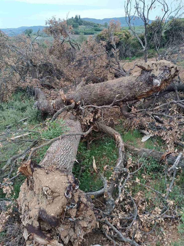 Καθαρίζω το χωράφι μου, ας εισβάλλω και στου γείτονα