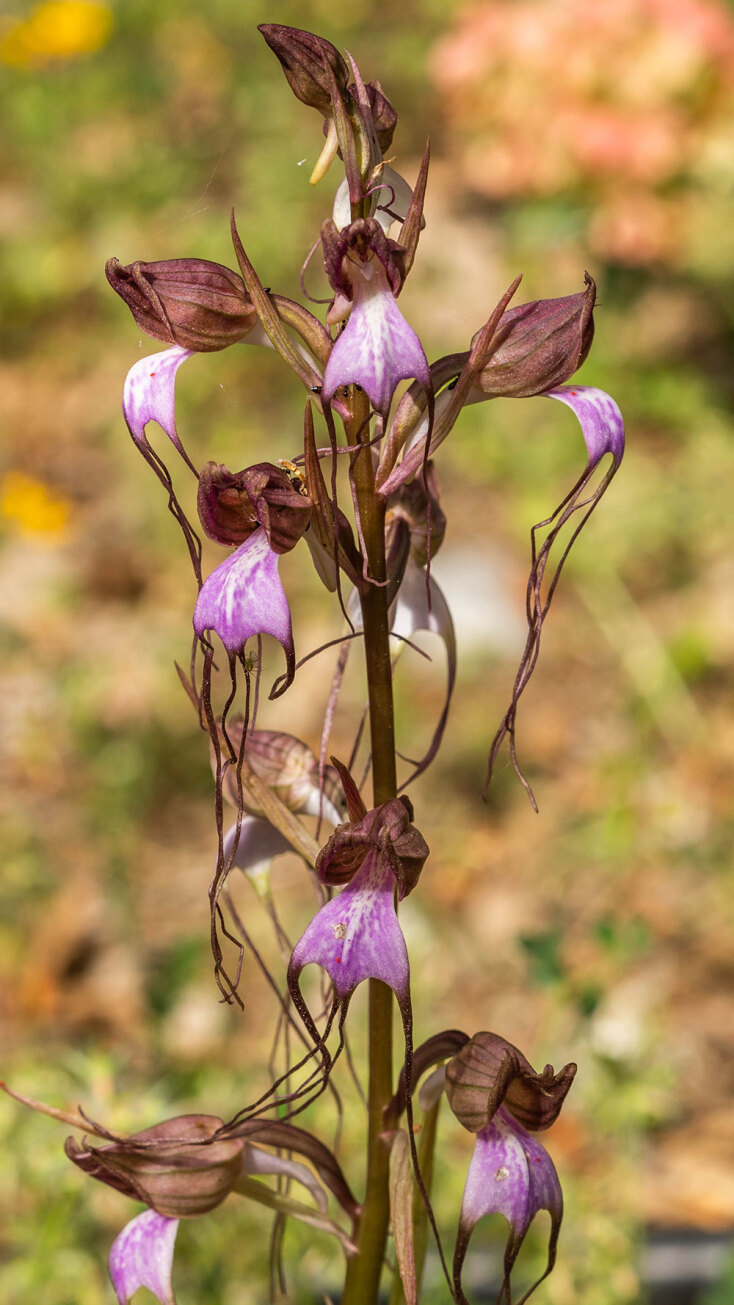 Himantoglossum comperianum © Μιχάλης Μπάκας