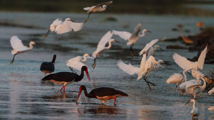 Λευκοτσικνιάδες © Hans Glader