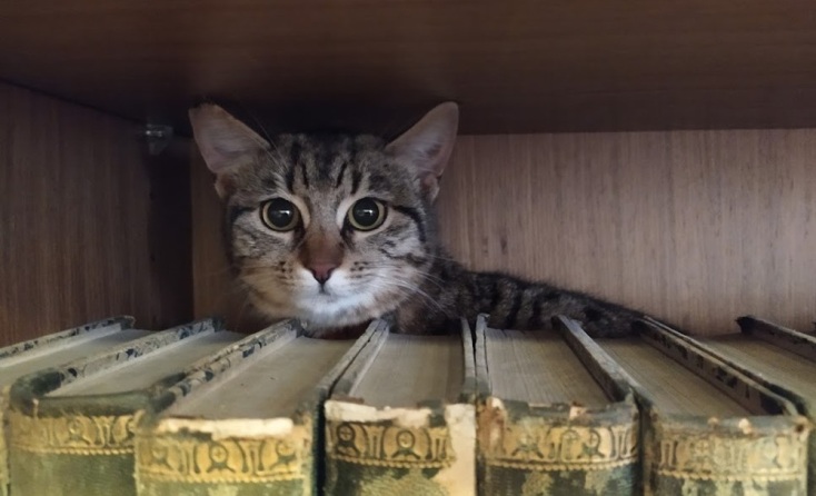 Η Θέμις επί τω έργω