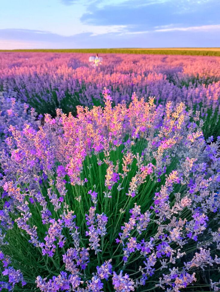 Φεστιβάλ Λεβάντας, Έβρος