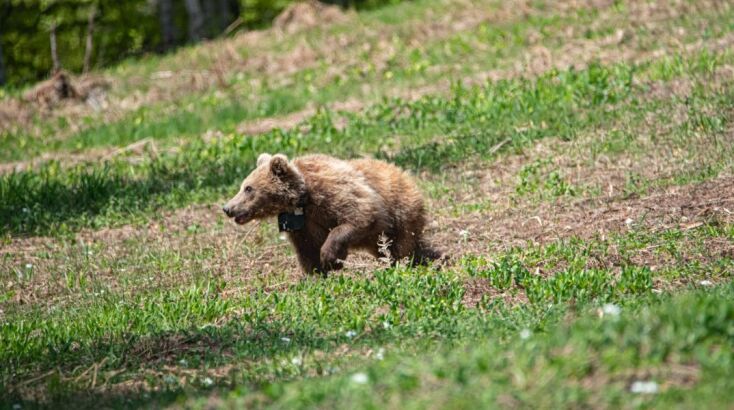 arktoutos-martha__2_