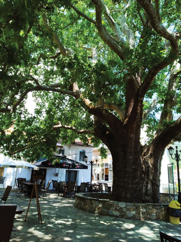 Ο συγγραφέας Γιάννης Παλαβός γράφει για την Καρυά Ολύμπου