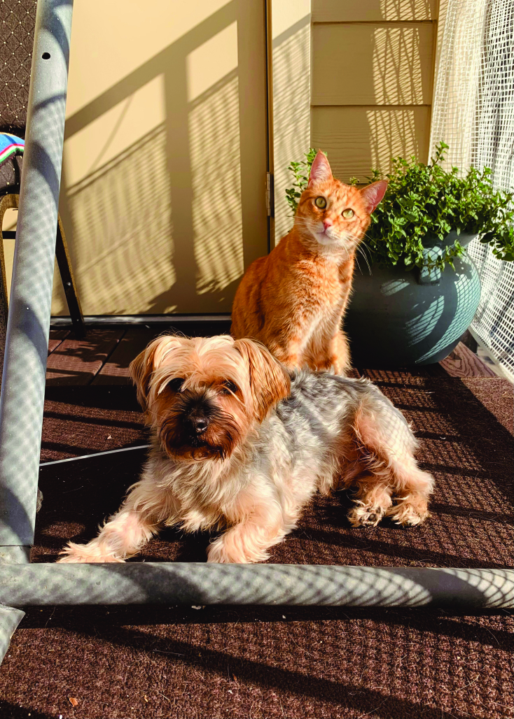 Κατοικίδια