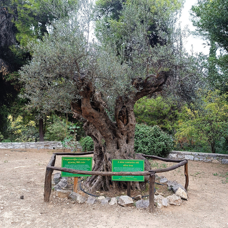Βοτανικός Κήπος Διομήδους
