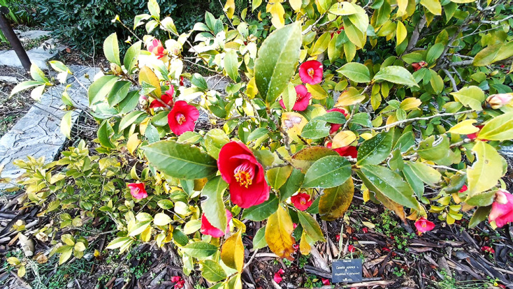 Βοτανικός Κήπος Διομήδους