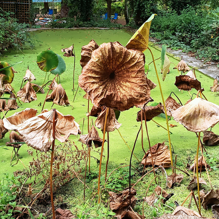 Βοτανικός Κήπος Διομήδους