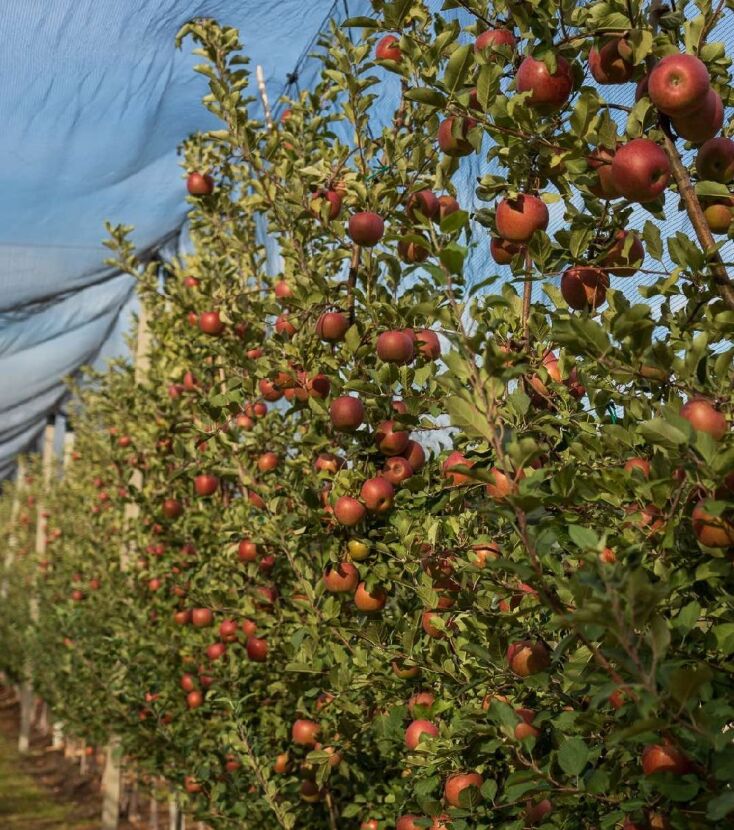 «100% σπιτικός χυμός μήλου, Μήλα Παγγαίου»