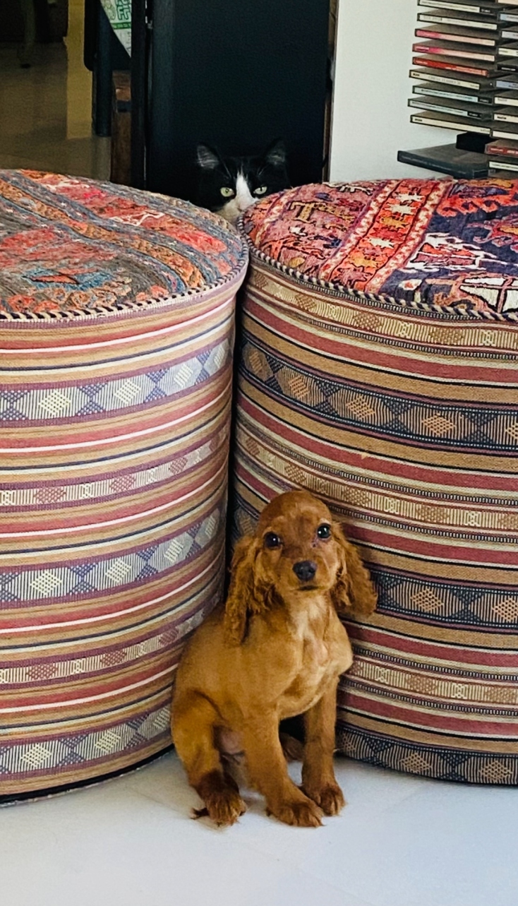 Φέτος απέκτησα σκύλο, τη Μαμζέλ